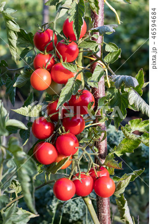 Ripe baby tomatos growing in the garden Ripe baby tomatos growing in the garden 46594684