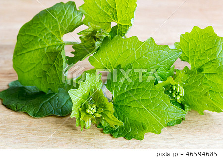 Young garlic mustard on a wooden background Young garlic mustard on a wooden background 46594685