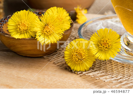 Fresh coltsfoot (Tussilago farfara) flowers 46594877