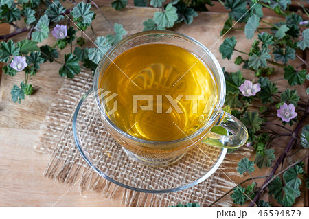 A cup of dwarf mallow tea with fresh plant 46594879