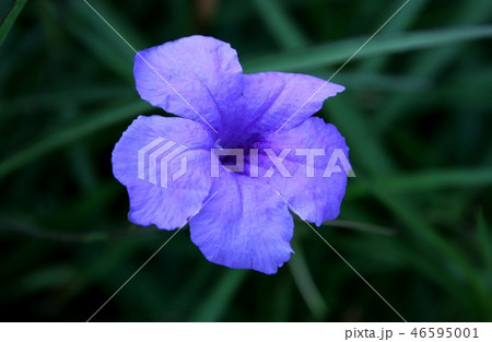 薄紫色の花 46595001