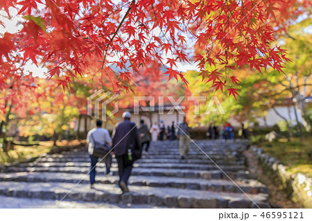 京都・秋・二尊院・紅葉の馬場 46595121