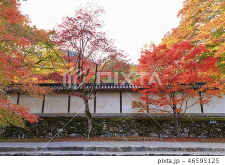 京都・秋・二尊院・紅葉の馬場 46595125