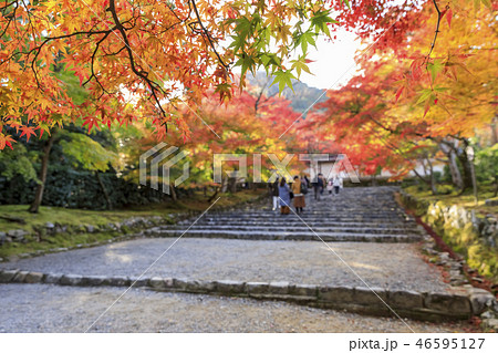 京都・秋・二尊院・紅葉の馬場 46595127
