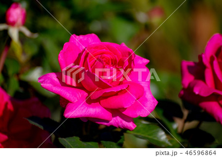 Flower garden Red rose. Photo with bokeh effect 46596864