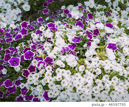 white Petunia in street scenery 46597795