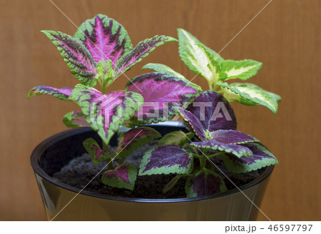 the flower of the Coleus in a pot closeup 46597797