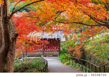 勝ちダルマ奉納棚と紅葉 勝尾寺 勝ちダルマ奉納棚と紅葉 勝尾寺 46598730