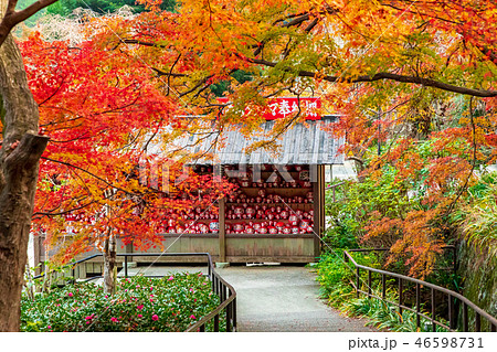 勝ちダルマ奉納棚と紅葉 勝尾寺の写真素材