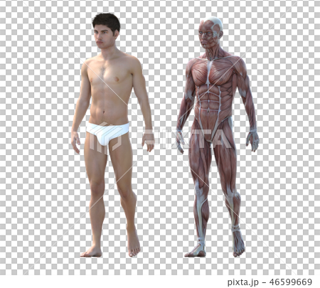 Male anatomy muscle 3DCG illustration material 46599669