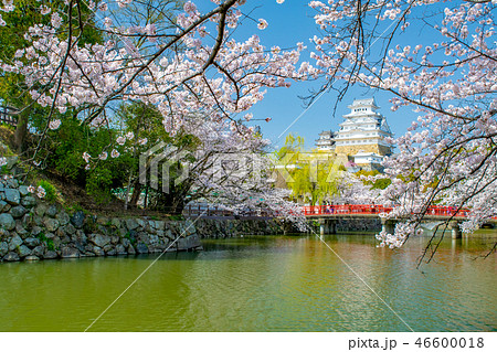 桜と姫路城 46600018