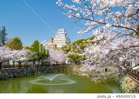 桜と姫路城 46600019
