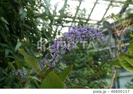 ペトレア・ウォルビリス 46600157