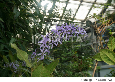 ペトレア・ウォルビリス 46600158