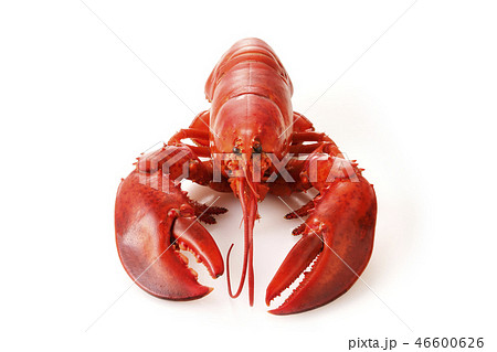 ロブスター 46600626