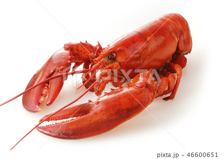 ロブスター 46600651