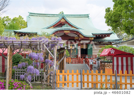 東京都 江東区 亀戸天神社 本殿 藤棚の季節 東京都 江東区 亀戸天神社 本殿 藤棚の季節 46601082