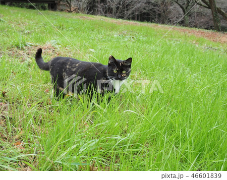 黒猫・散歩 黒猫・散歩 46601839
