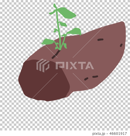 種子土豆_02紅薯/甘藷 種子土豆_02紅薯/甘藷 46601917