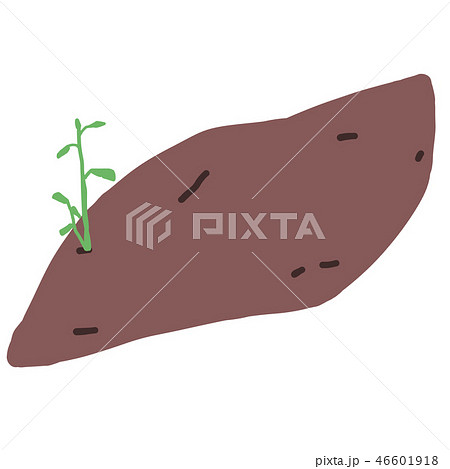 種イモ_03 さつまいも/薩摩芋 種イモ_03 さつまいも/薩摩芋 46601918