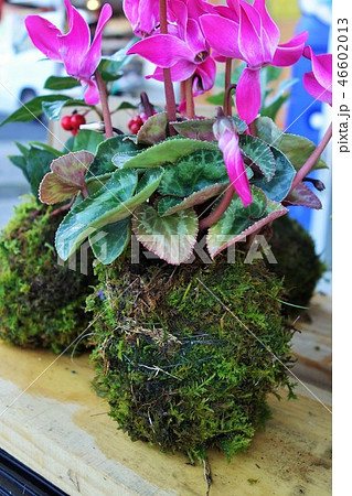 コケ玉盆栽　シクラメン　万両 46602013