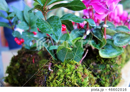 コケ玉盆栽　シクラメン　万両 46602016