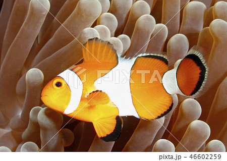 Clown Anemonefish 46602259