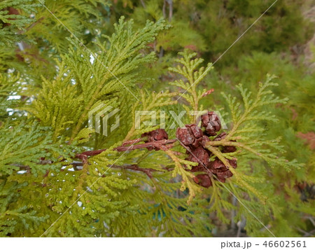 自然の癒し♪　～良い香りのヒノキと実～ 46602561