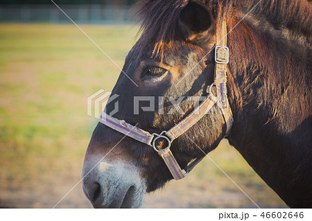 Closeup of mule face in the farm and sunshine. Closeup of mule face in the farm and sunshine. 46602646