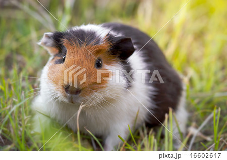 Guinea pig is eating grass at the lawn in morning. Guinea pig is eating grass at the lawn in morning. 46602647