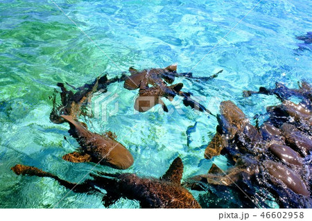 ベリーズのキーカーカーカー島でサメと泳ぐの写真素材 ベリーズのキーカーカーカー島でサメと泳ぐの写真素材