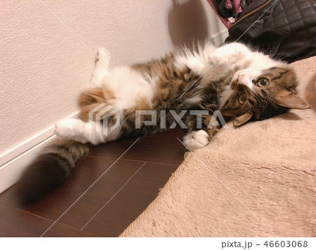 ペットの猫 ペットの猫 46603068