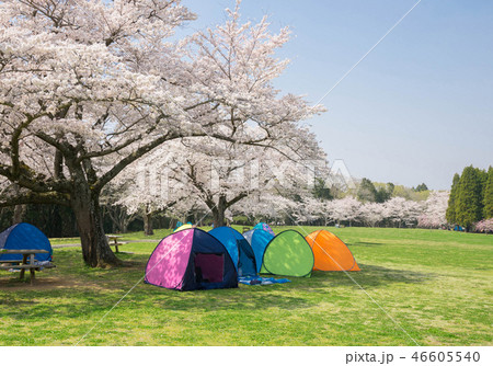 公園のお花見 公園のお花見 46605540