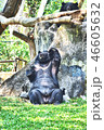 bear 46605632