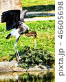 Bird 46605698