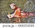 hippo 46605699