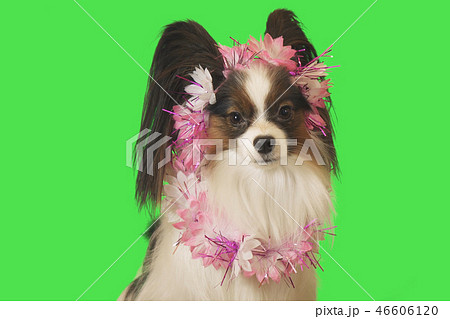 Beautiful dog Papillon in garland of flowers on green background Beautiful dog Papillon in garland of flowers on green background 46606120