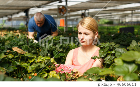 Woman with man cultivating strawberry Woman with man cultivating strawberry 46606611