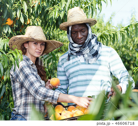 Couple harvesting peaches 46606718