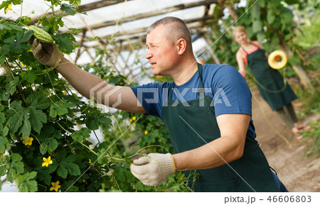 Male farmer cultivating Momordica Male farmer cultivating Momordica 46606803