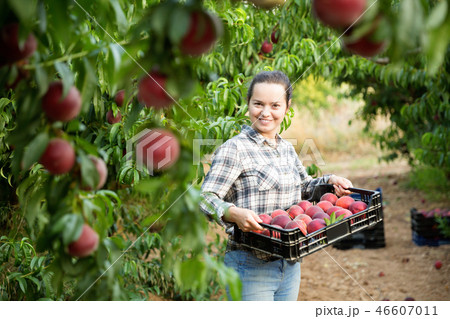 Portrait of woman horticulturist showing crate with harvest of peaches in garden Portrait of woman horticulturist showing crate with harvest of peaches in garden 46607011