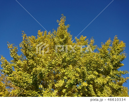 イチョウと青空 46610334