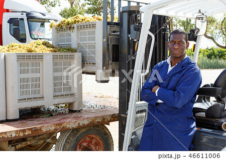 Male forklift driver unloading delivered grapes harvest from truck platform 46611006