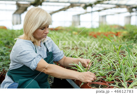 Mature female florist in apron working with plants of cinta in pots Mature female florist in apron working with plants of cinta in pots 46612783