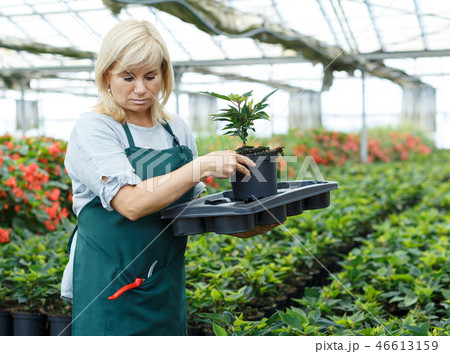 Female gardener working with euphorbia pulcherrima in pot in greenhouse 46613159
