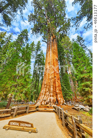 Forest of sequoias in Yosemeti National Park. 46613177