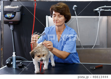 Woman grooming havanese in salon 46613444