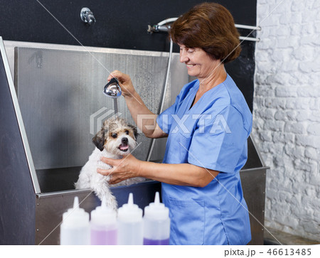 Woman washing havanese at grooming salon 46613485