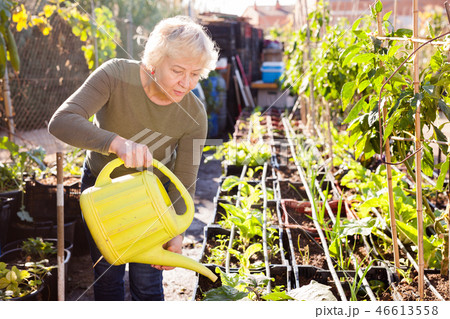 Senior woman watering plants 46613558