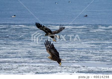 大鷲幼鳥とオジロワシの写真素材 46614298 Pixta